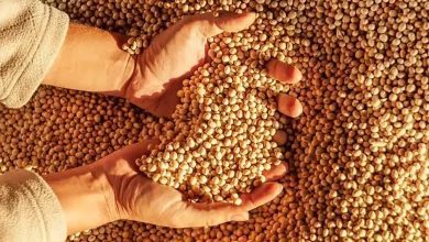ترخیص انبوه روغن خام و دانه روغنی، معطل ابلاغ مصوبه مالیات ارزش افزوده
