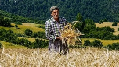 کشت پاییزه در بلاتکلیفی؛ نرخ خرید تضمینی گندم هنوز اعلام نشده است