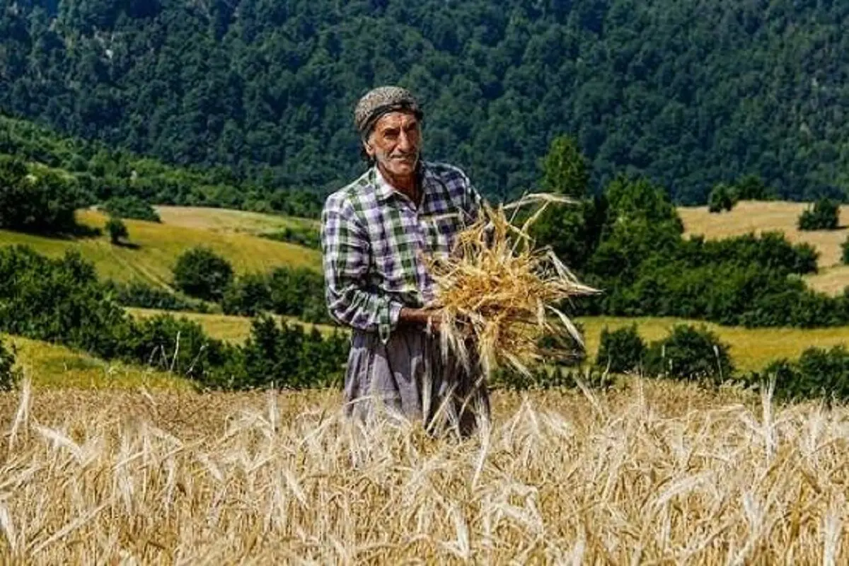 کشت پاییزه در بلاتکلیفی؛ نرخ خرید تضمینی گندم هنوز اعلام نشده است